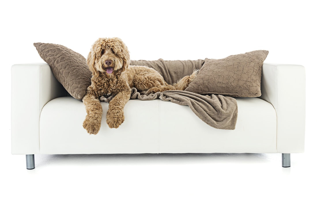 Photo of Labradoodle with tongue out, lying on couch